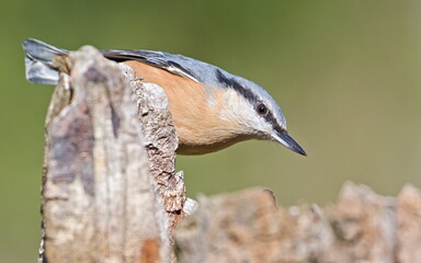 Common bird Sitta europaea aka Eurasian nuthatch is crawling on the tree. Close-up portrait. Isolated on blurred background.