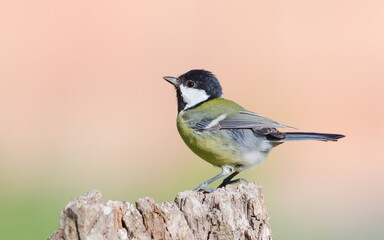 Parus major aka great tit perched on the dry tree. Common bird in Czech republic. Isolated on blurred background.