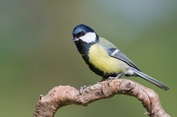 Parus major aka great tit perched on the dry tree. Common bird in Czech republic. Isolated on blurred background.