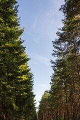 Tall trees stand on both sides of the path, with a narrow strip of clear blue sky overhead.