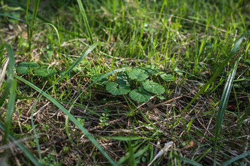 A small patch of green grass growing in the lawn