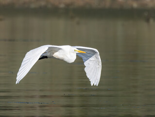 Great Egret flying over lake