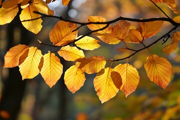 Golden Autumn Leaves Close Up