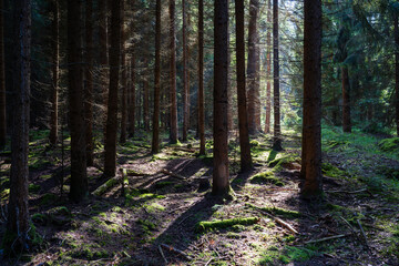 A dense forest and soft grassy meadow create a vibrant natural oasis, teeming with life and fresh air, serving as a rejuvenating retreat for all.