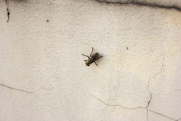 Sarcophaga haemorrhoidalis: A high-quality image of the red-tailed flesh fly, highlighting its unique features such as the three dark longitudinal stripes on the thorax and the checkerboard-like patte