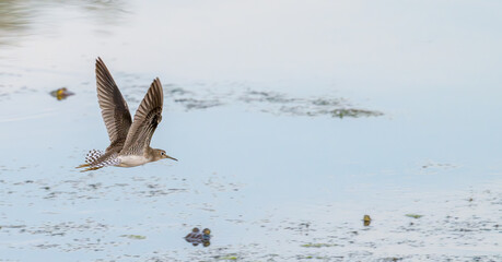 Least sandpiper flies low over a pond.