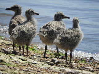 baby seagulls
