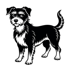 dog on a white