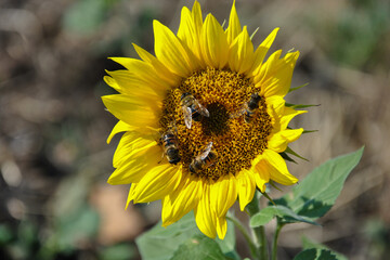 bees on a blooming sunflower close-up on a blurred background