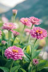 Obraz premium Pink and yellow Zinnia flowers bloom in a field, their delicate petals reaching towards the blue sky.
