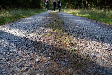 Fototapeta premium A gravel path leading to the forest, with three people walking on it, close-up of grass and pine needles scattered along the road.
