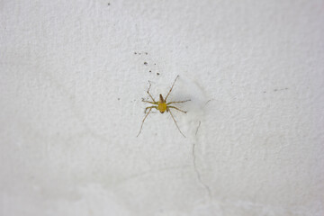 a little yellow spider in the cracked wall.