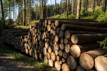 A large stack of cut trees in the forest, ready for transport to where they will be used as...