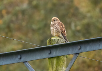 Kestrel perched on the top of a telegraph pole 