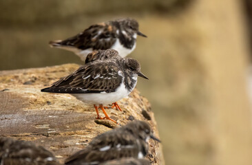 Close up of a turnstone wading bird at the harbour on the coast