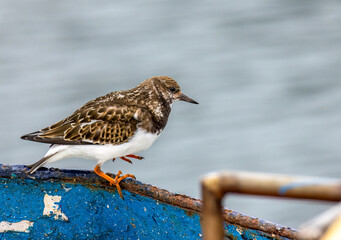 Close up of a turnstone wading bird at the harbour on the coast