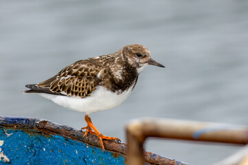 Close up of a turnstone wading bird at the harbour on the coast