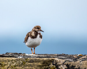 Close up of a turnstone wading bird at the harbour on the coast