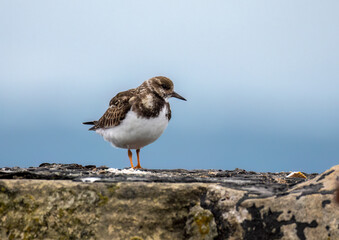 Close up of a turnstone wading bird at the harbour on the coast