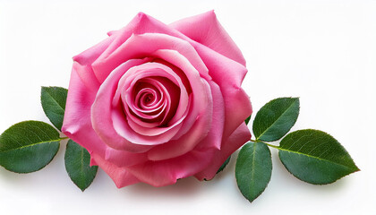Naklejka premium Fresh pink rose isolated on White Background 