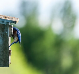 Eastern Bluebird (Sialia sialis) looking into a bird house.  There is much space available for your commercial message.