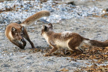 Arctic Fox Cubs during the Summer, Gnålodden, Hornsund fjord, Spitzbergen, Svalbard