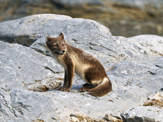 Arctic Fox Cub during the Summer, Gnålodden, Hornsund fjord, Spitzbergen, Svalbard
