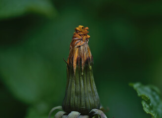 Big dandelion flower photographed close-up