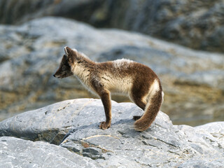 Arctic Fox Cub during the Summer, Gnålodden, Hornsund fjord, Spitzbergen, Svalbard