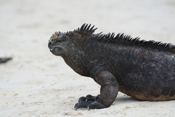 Obraz premium Galapagos marine iguana (Amblyrhynchus cristatus) in profile against white sand background. The Galapagos Islands sea iguana or saltwater iguana is a lizard that swims in the ocean to eat algae.
