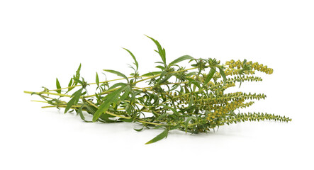 Ambrosia branch with leaves and flowers.