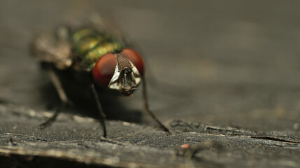 House Fly