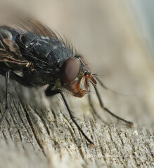 House fly macro photography detailed