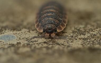 grey rough woodlouse, Porcellio scaber