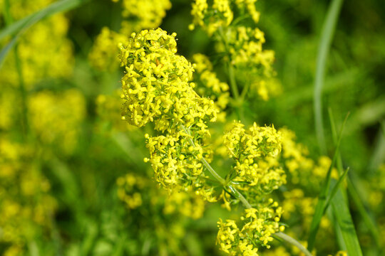 Closeup yellow flowers of lady's bedstraw, yellow bedstraw (Galium verum) in a Dutch garden. Family Rubiaceae. Autumn, September, Netherlands