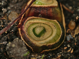 close-up of the onion plantation in the vegetable garden
