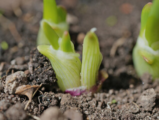 close-up of the onion plantation in the vegetable garden