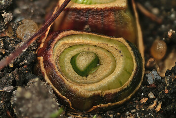 close-up of the onion plantation in the vegetable garden