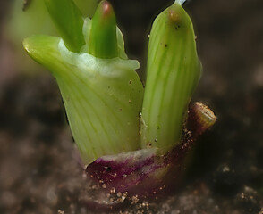 close-up of the onion plantation in the vegetable garden