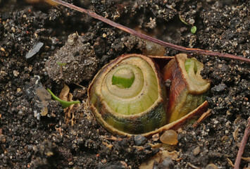 close-up of the onion plantation in the vegetable garden