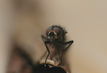House fly macro photography detailed