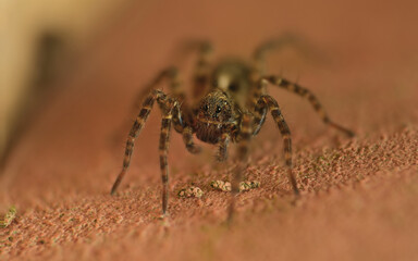Adult Female Wolf Spider of the Family Lycosidae