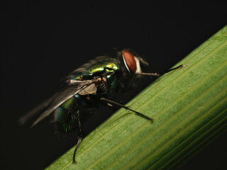 House Fly