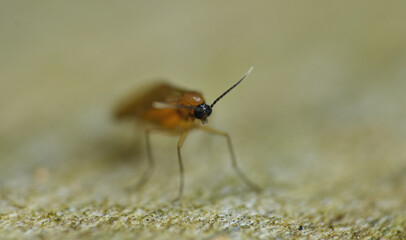 tiny gold fly