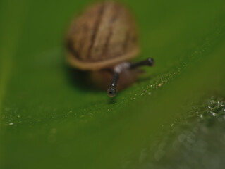 snail