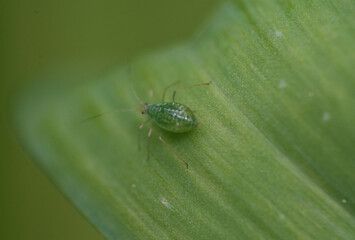 aphid pests in an urban garden