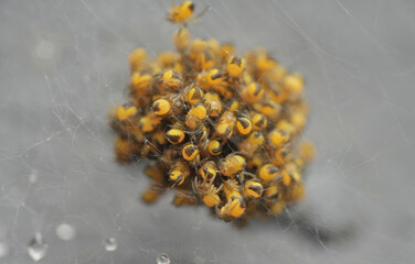 Closeup of a common garden spider
