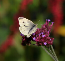 Insects - Small White Butterfly
