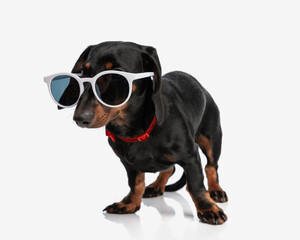 cool teckel dachshund doggy with sunglasses looking away and walking