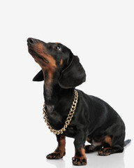 Obraz premium curious little teckel dachshund dog with golden collar looking up